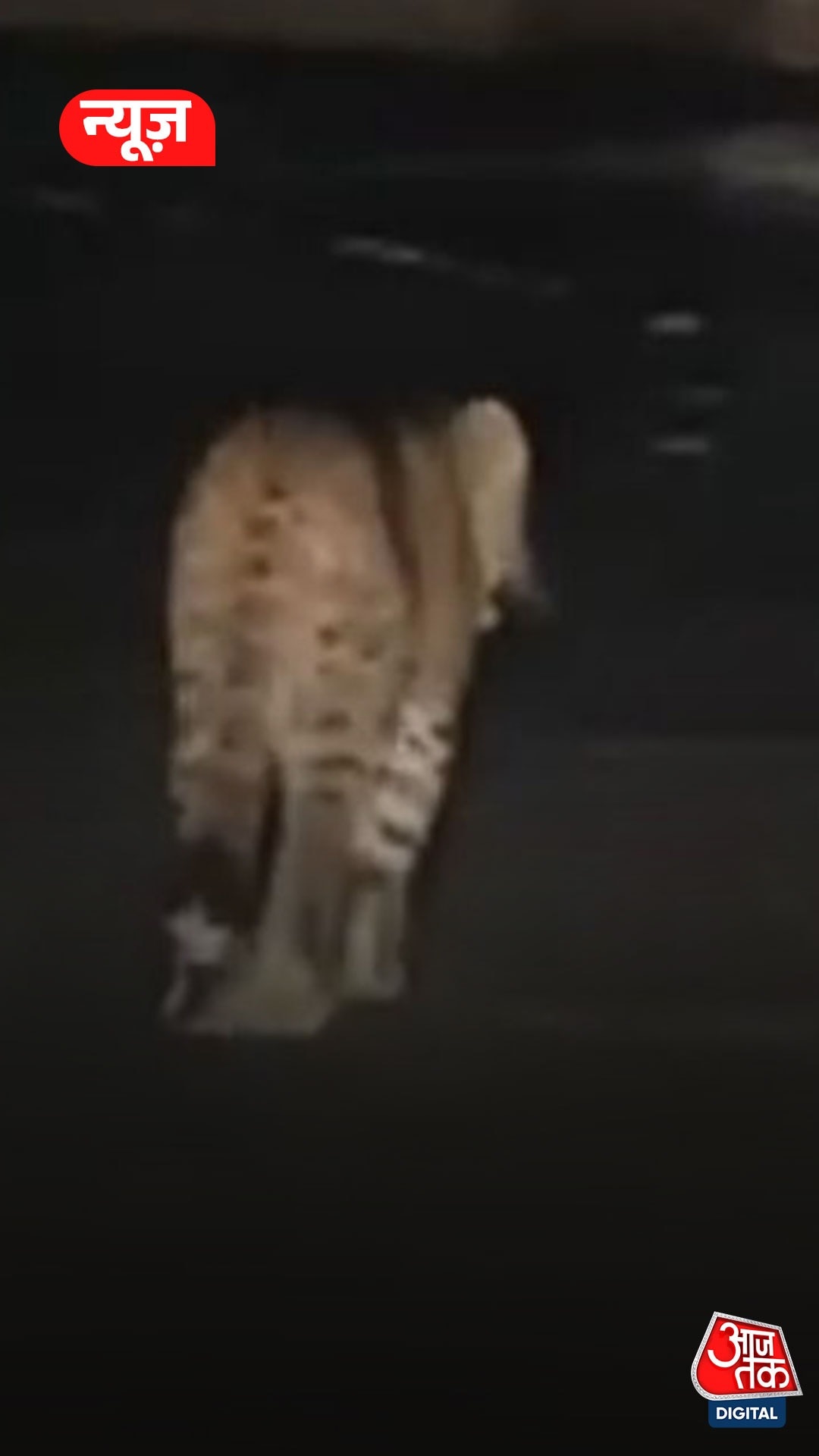 उत्तराखंड के विकासनगर में सड़क पर तेंदुआ दिखने से मचा हड़कंप, देखें