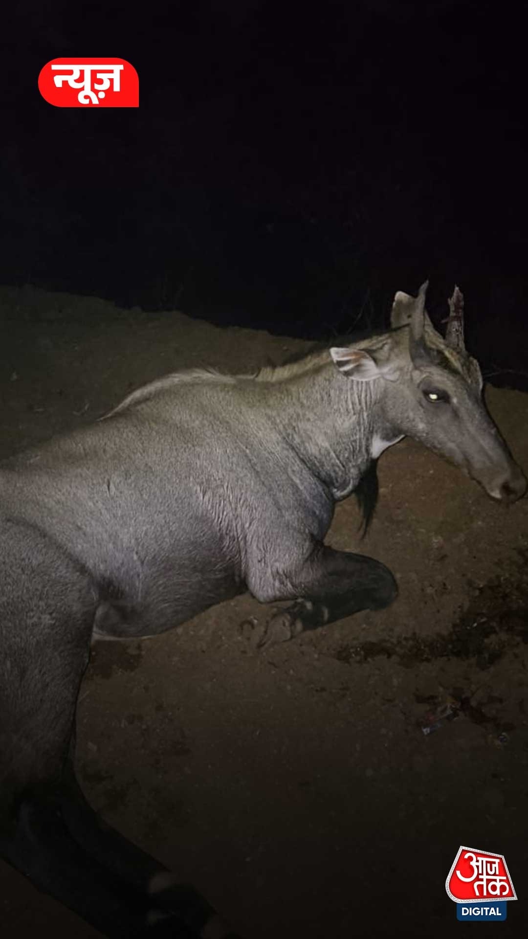 nilgai jumps on car kid dies at spot in Madhya pradesh