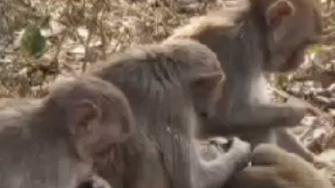  Kamareddy monkeys were given poisoned