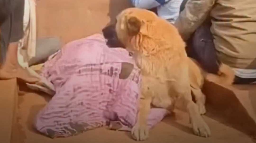 loyal dog accompanying its owner to his funeral 