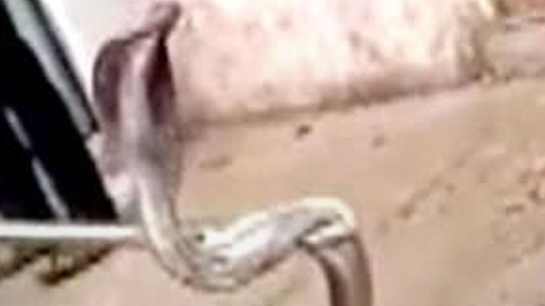 Khargone MP 6-foot-long cobra rescued