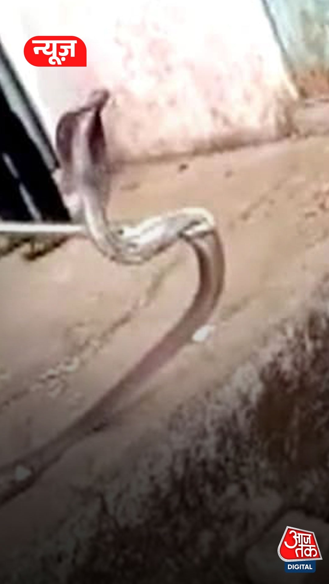 Khargone MP 6-foot-long cobra rescued