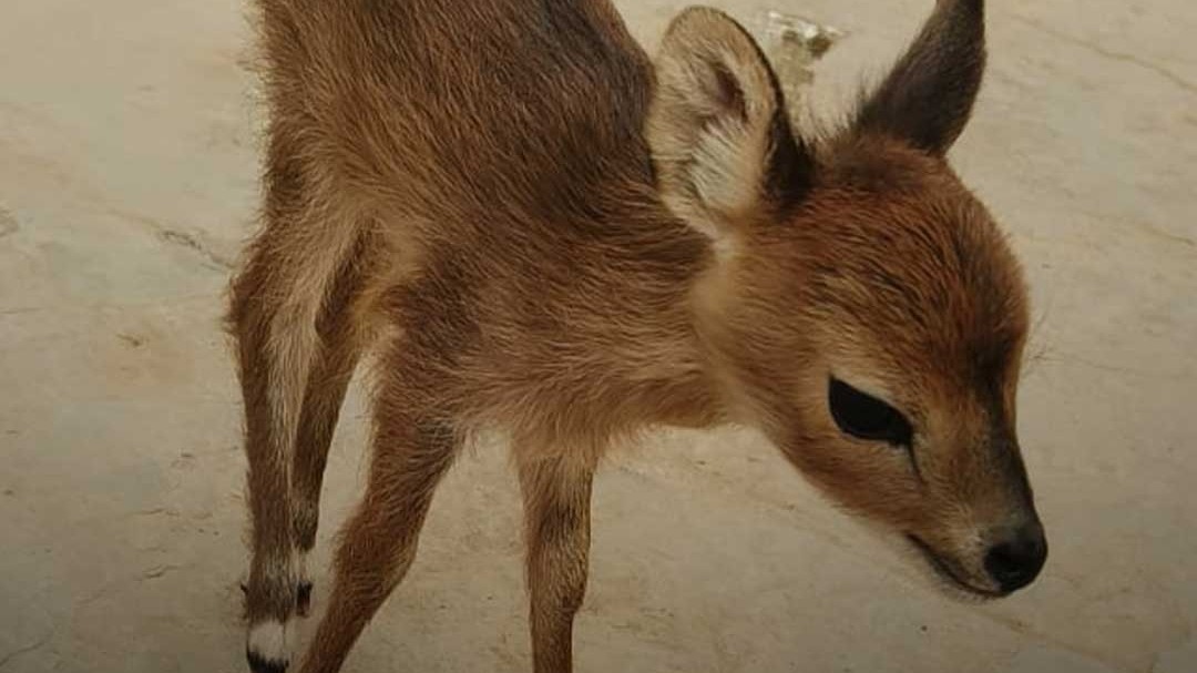 baby deer strayed from forest reached village with goats in korba