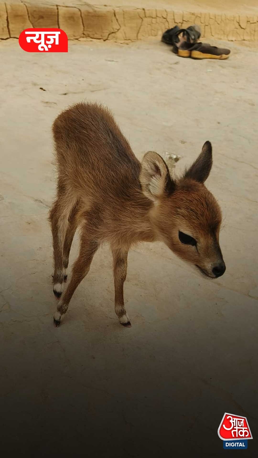 कोरबा में जंगल से बकरियों संग आ गया बेबी हिरण, देखें