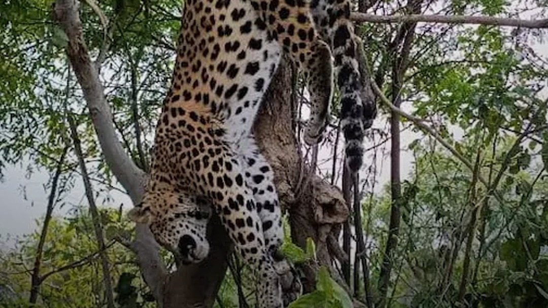 panther found hanging from tree in Sariska Tiger Reserve
