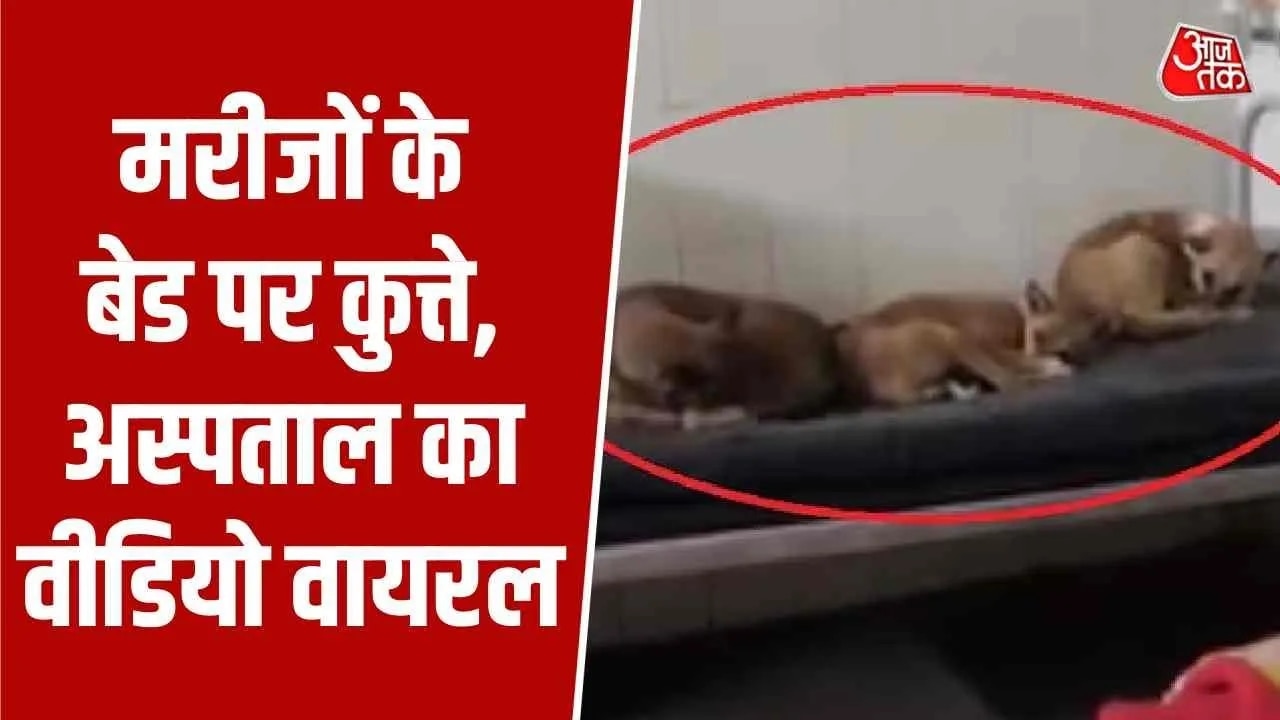 dogs lying on empty beds in gonda medical college ward