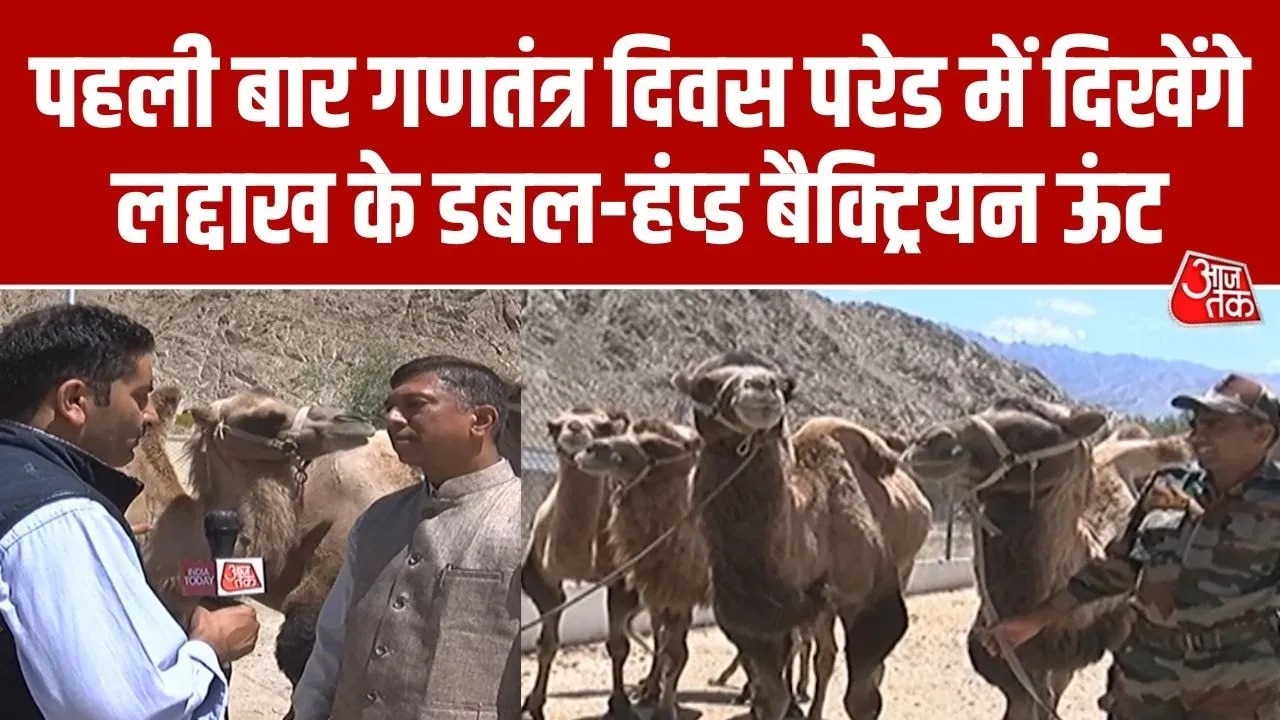 Double-humped bactrian camels from ladakh's nubra valley included in republic day parade