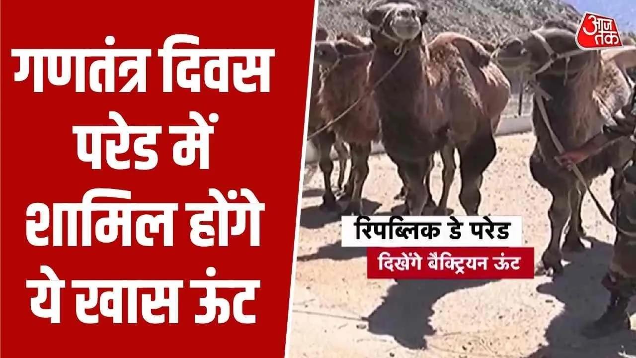 Double humped camels from Ladakh's Nubra Valley to feature in Republic Day parade
