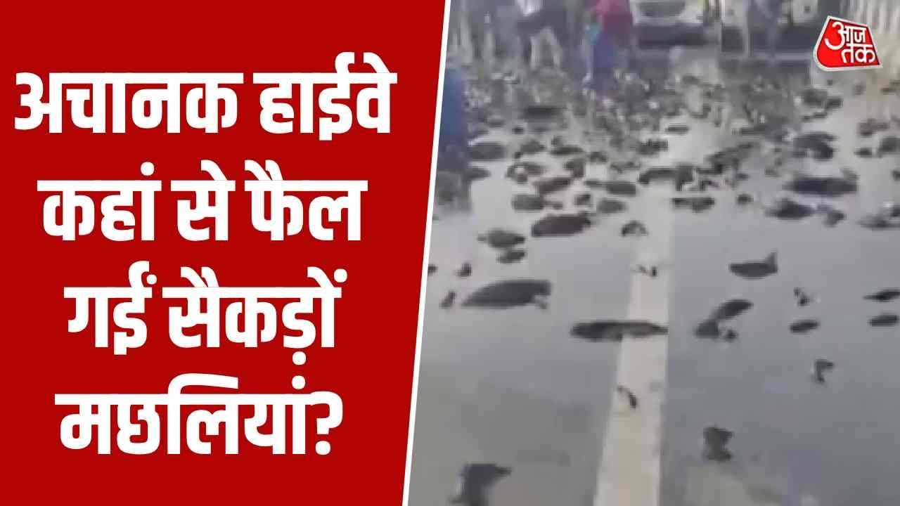 Unique accident on Delhi Meerut expressway as mini truck carrying fish overturns