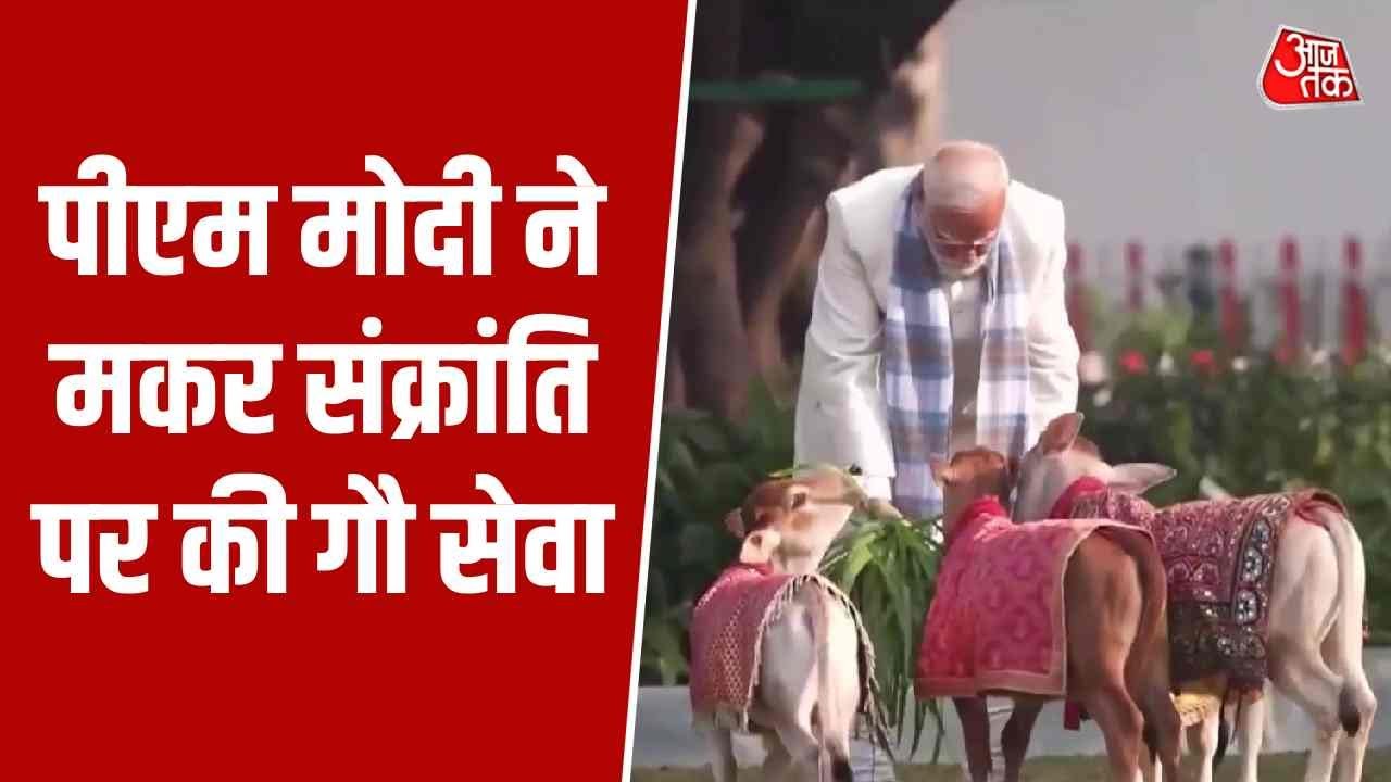 Prime Minister Narendra Modi celebrates Makar Sankranti with cows