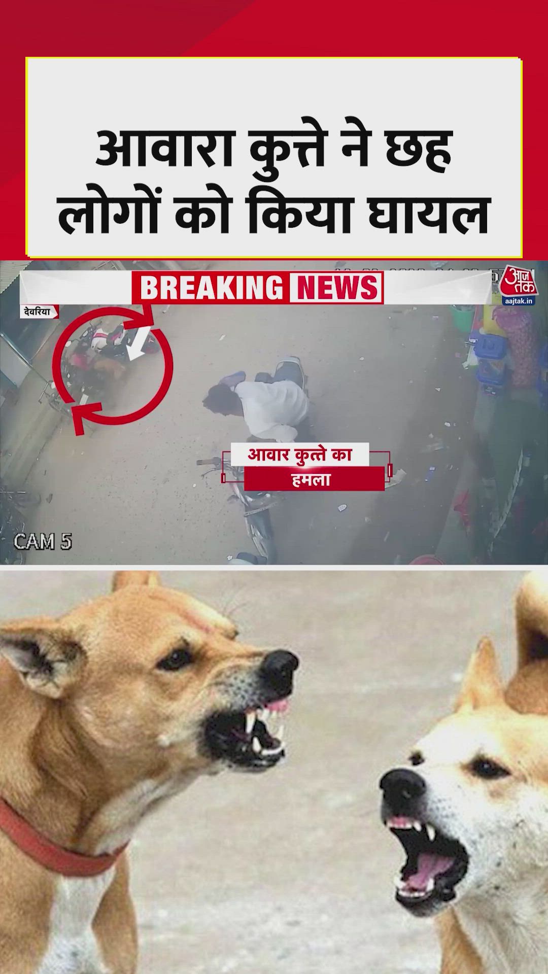 Stray dog attacks people in Deoria Uttar Pradesh