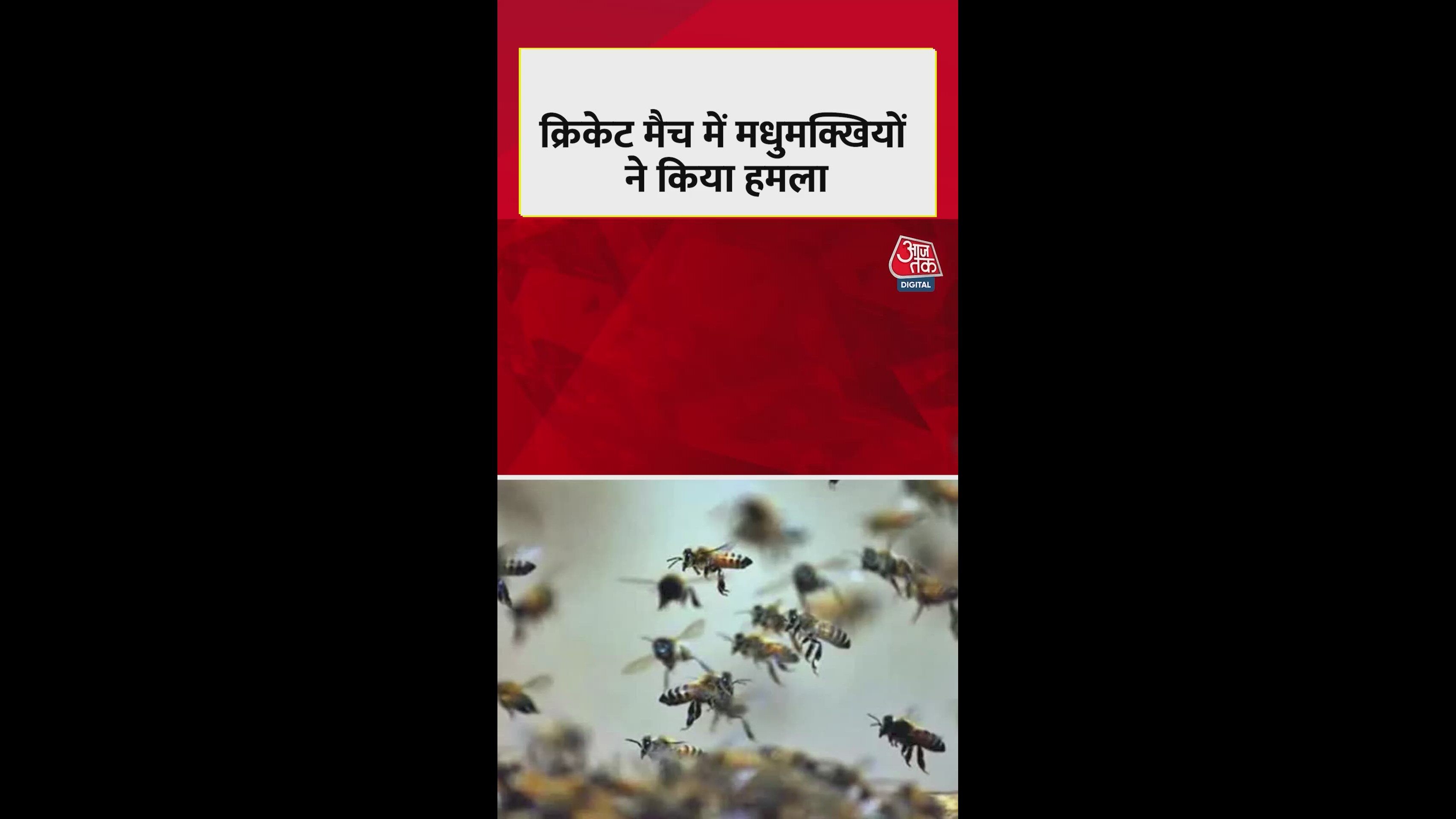 Bee attack during cricket match in Unnao claims umpire’s life