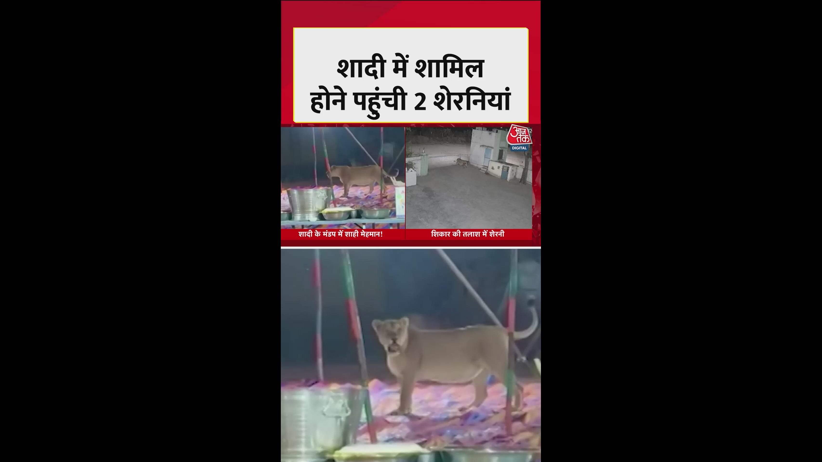 Two lionesses enter wedding venue in Junagadh