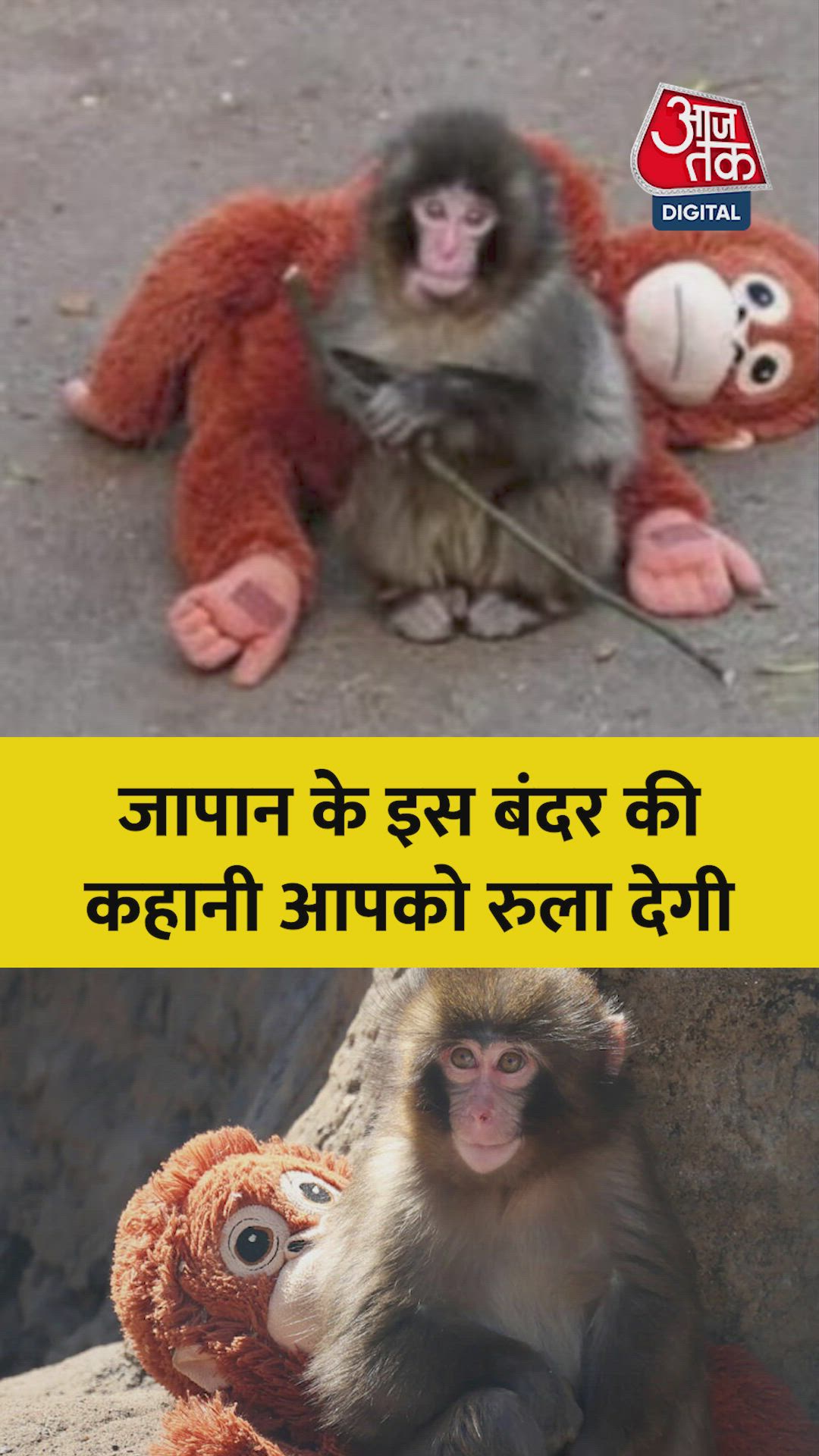 a baby monkey born in ichikawa city zoo in japan starts its journey alone