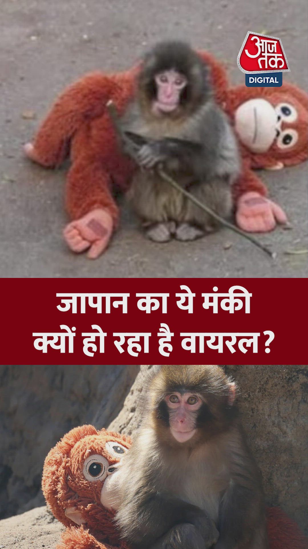 जापान का ये नन्हा बंदर क्यों हो रहा वायरल? जानें 