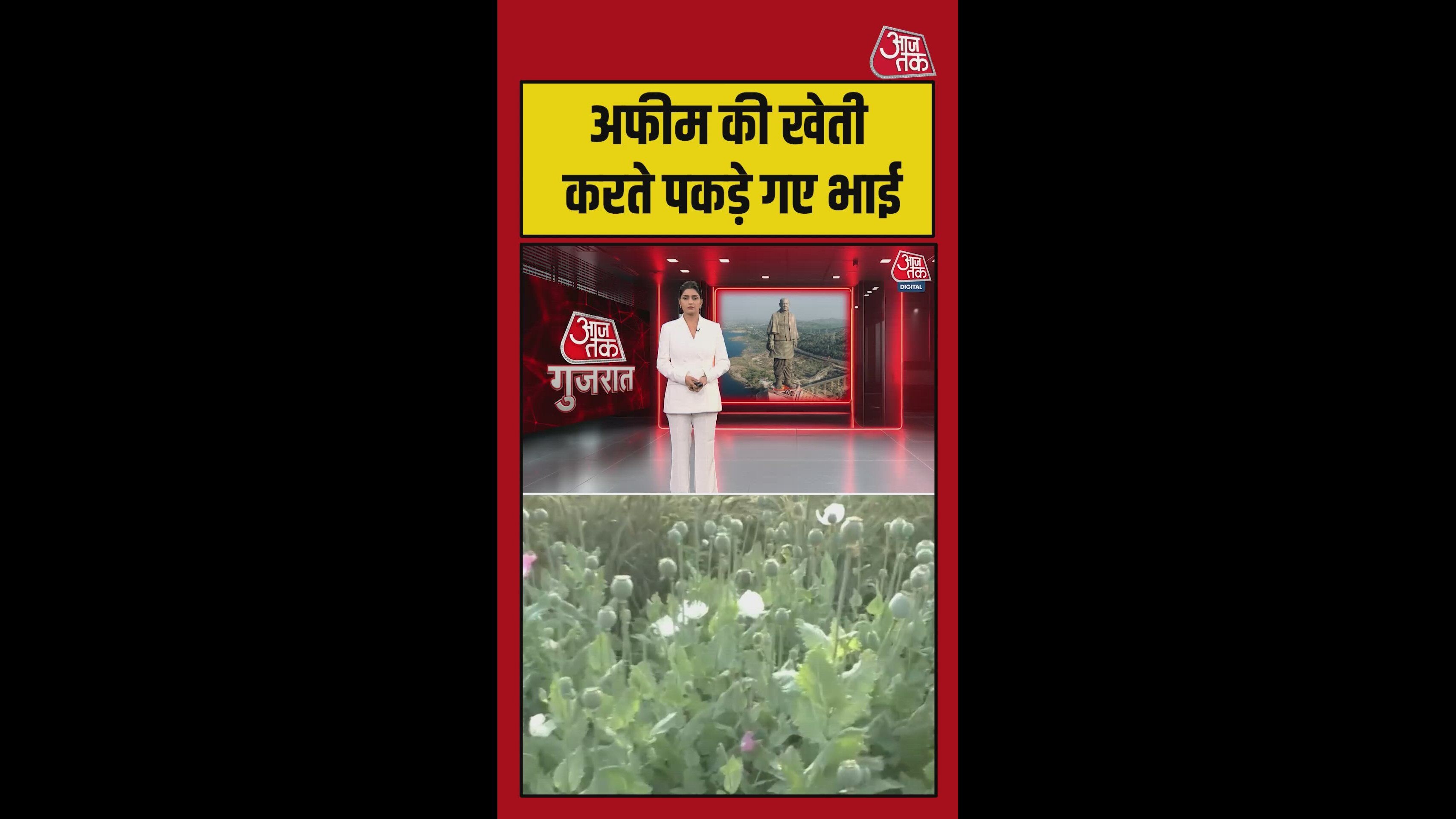 drug cultivation busted in bhavnagar police seize worth 1100 crore