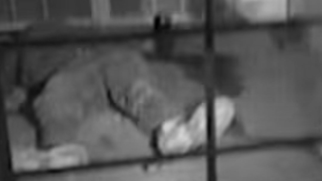 electricity worker committed suicide shot himself on duty muzaffarpur