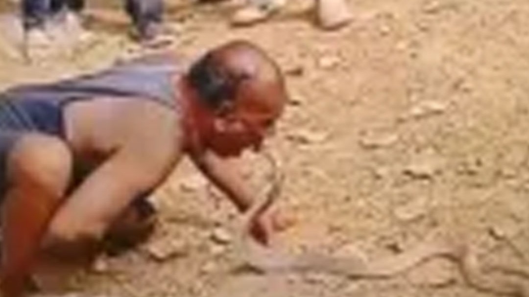 man performing dangerous stunts with King Cobra