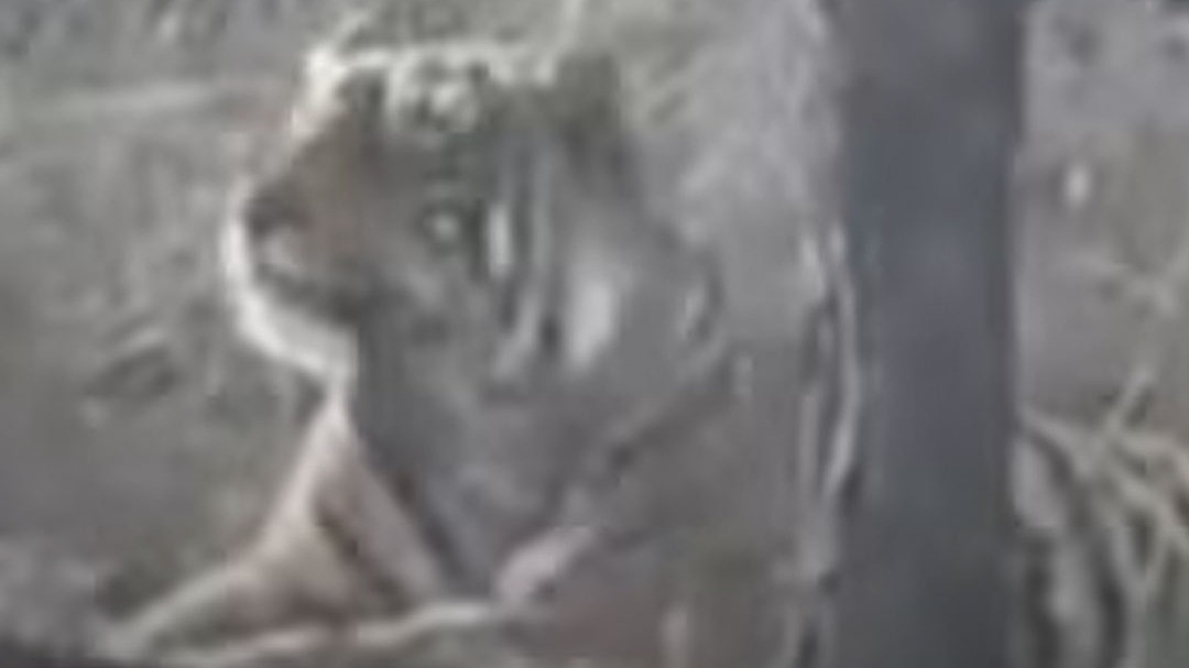 tiger spotted first time in Kuno National Park