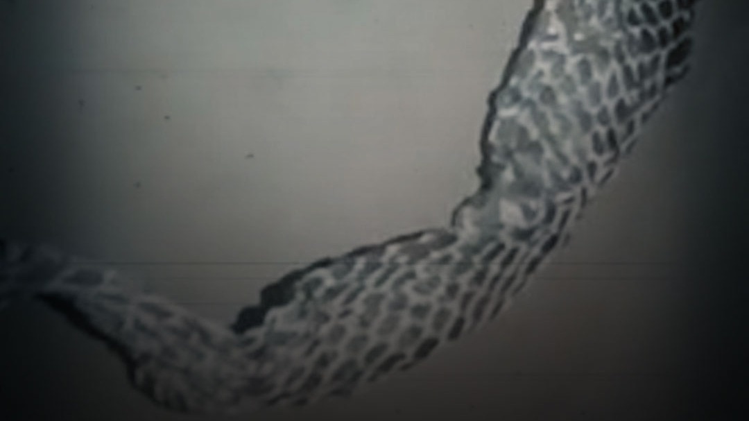 auraiya girl snake skin drama