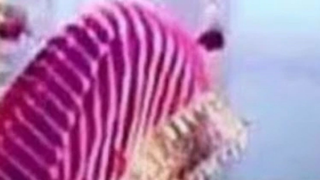 Uttar pradesh kaushambi bride ran away before wedding night