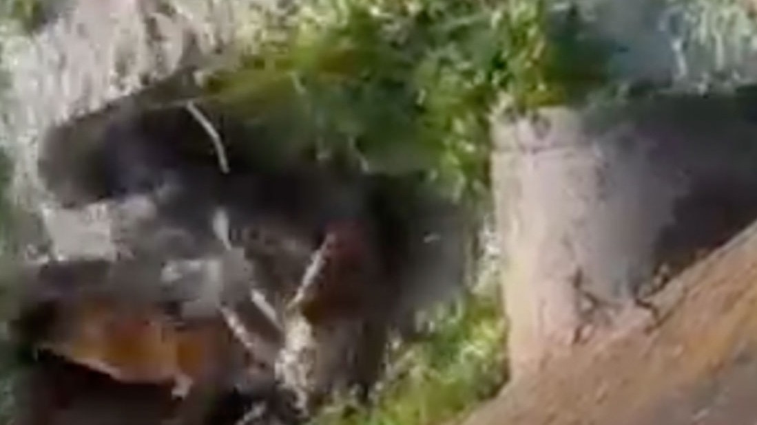 Dogs surrounded leopard all night in sermor