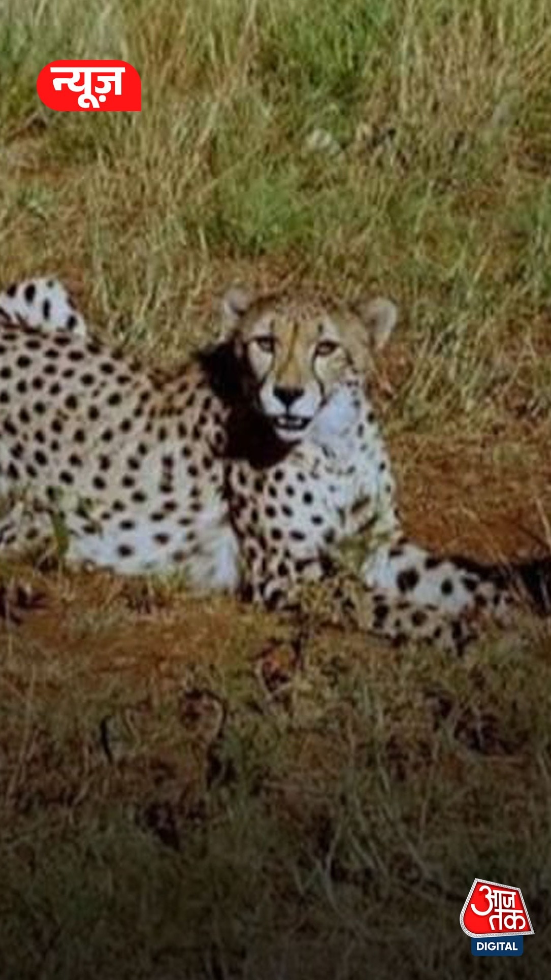 कूनो नेशनल पार्क में चीतों के भोजन पर खर्च होते हैं करोड़ों रुपये