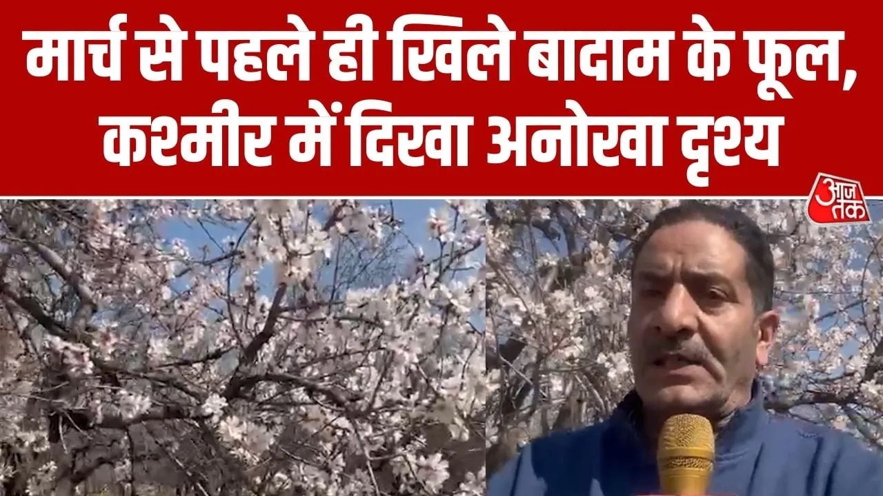almond blossoms in kashmir bloom early this year