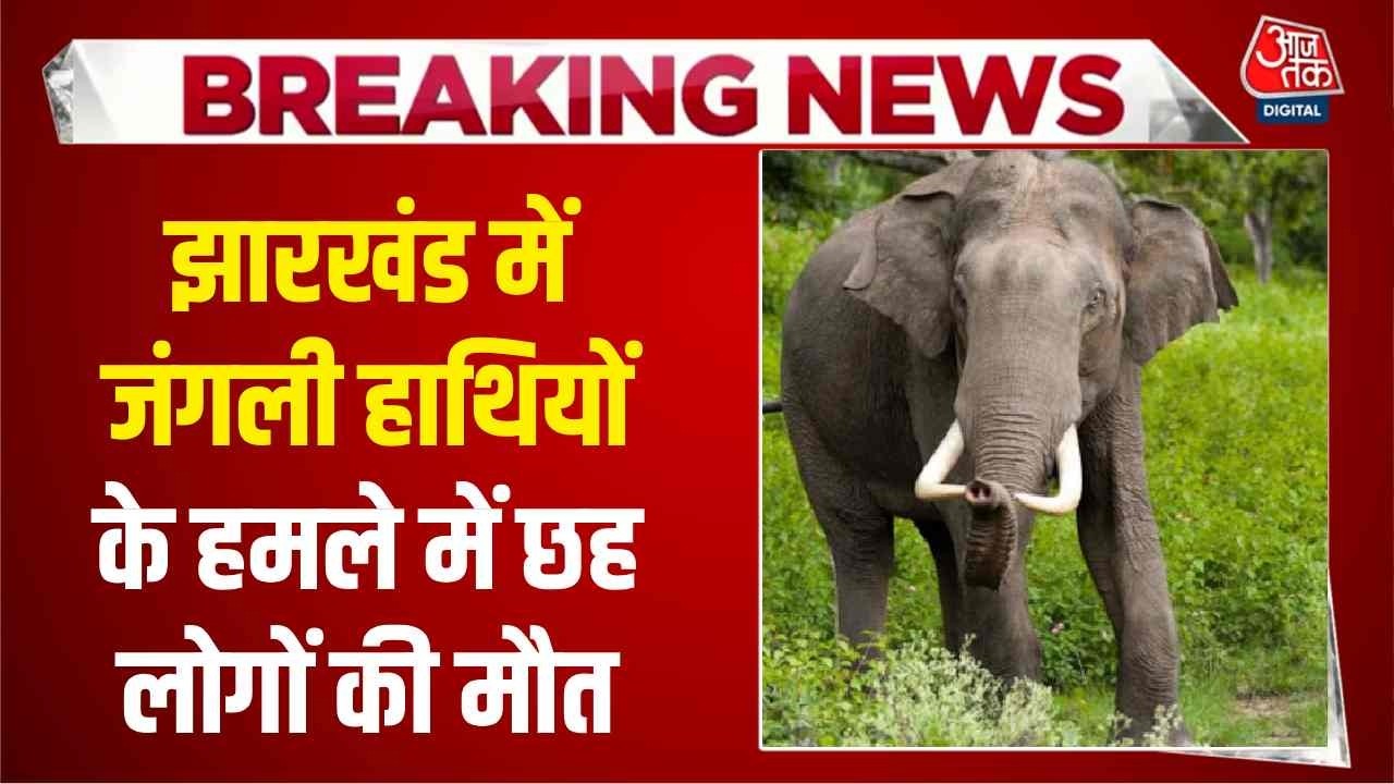 Wild elephants cause havoc in Hazaribagh Jharkhand