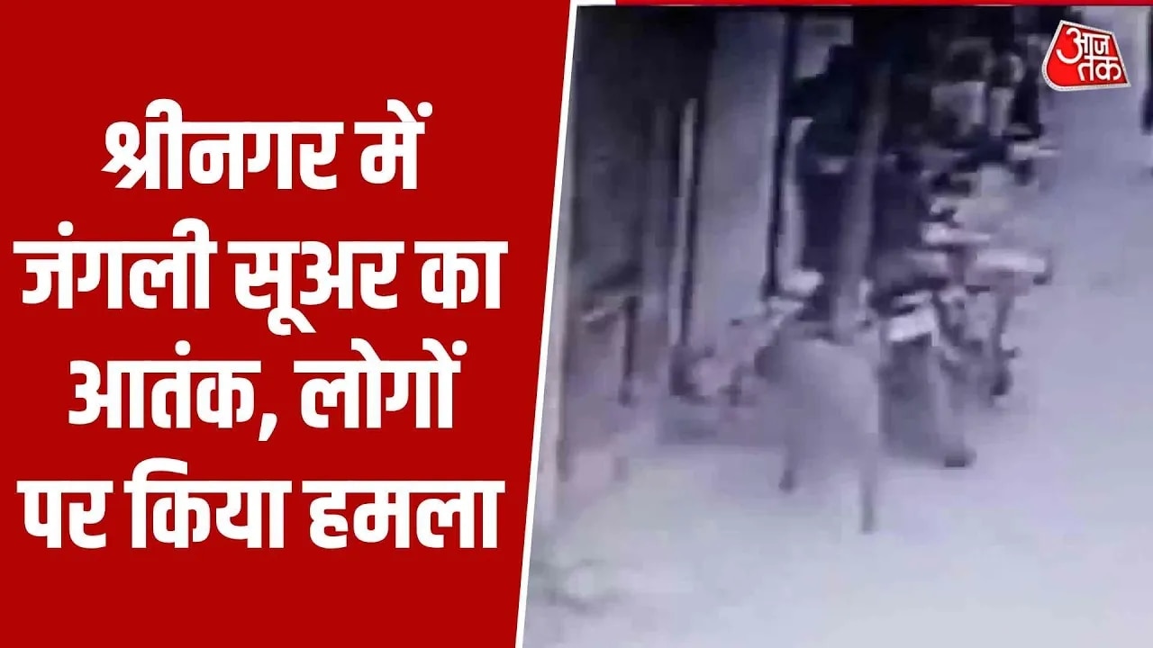 Wild boar enters srinagar market area causing panic