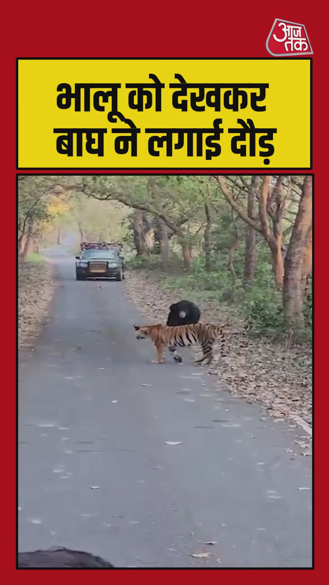 भालू से डर गया बाघ, देखकर जंगल में लगाई दौड़