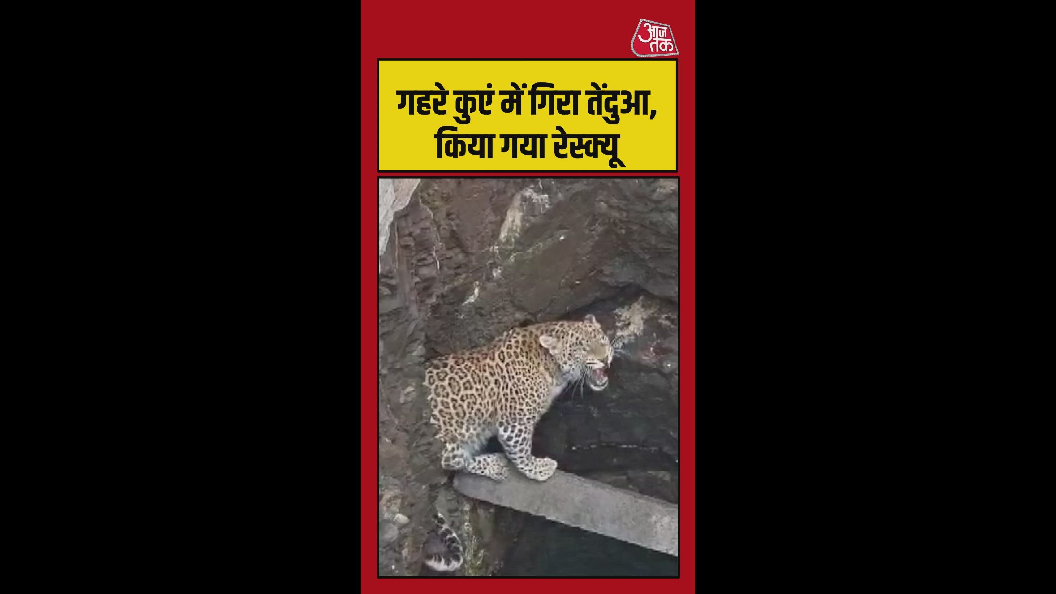 गहरे कुएं में गिरा तेंदुआ, लोगों ने ऐसे बचाई जान
