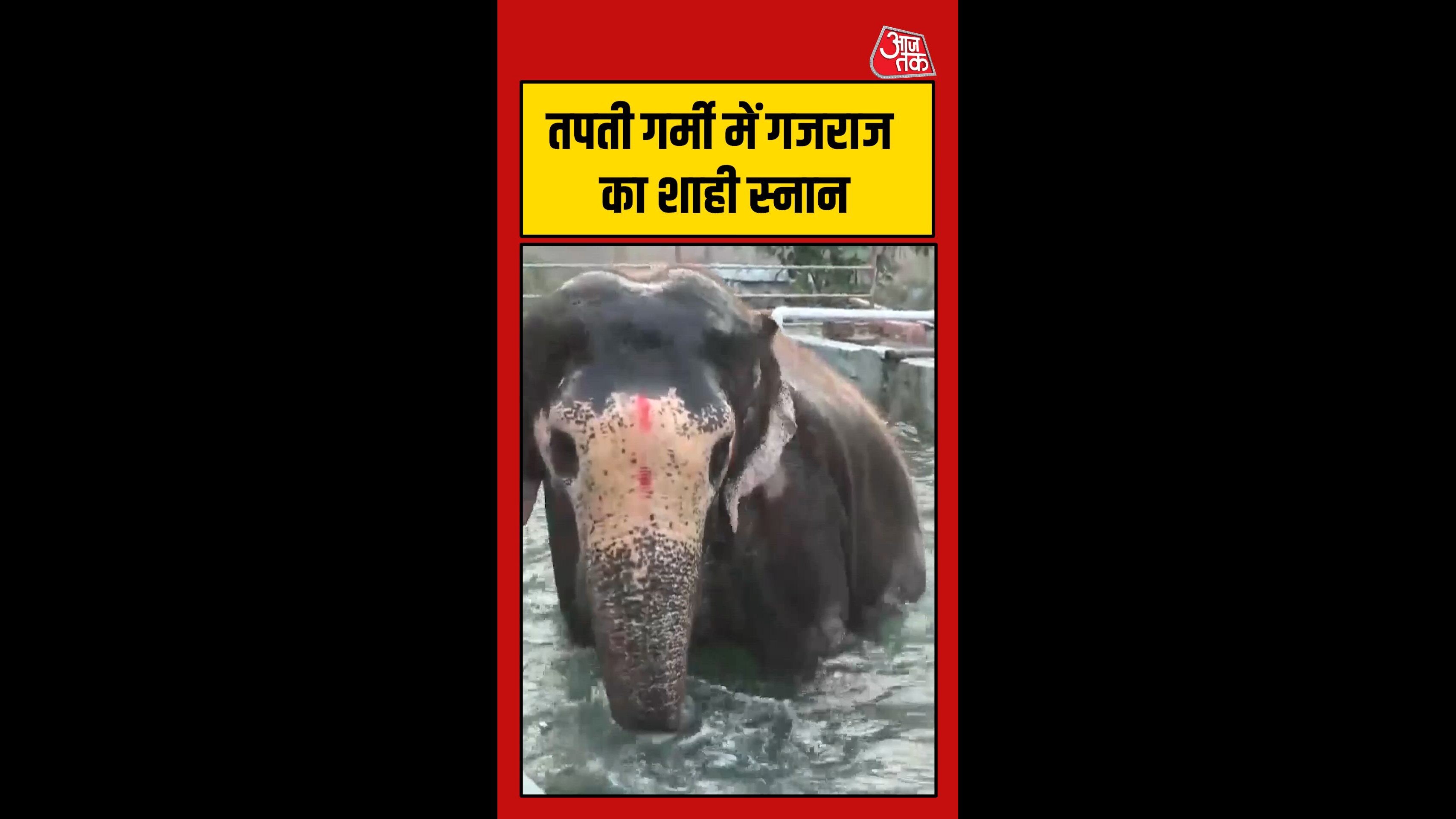 गजराज का शाही स्नान, Video