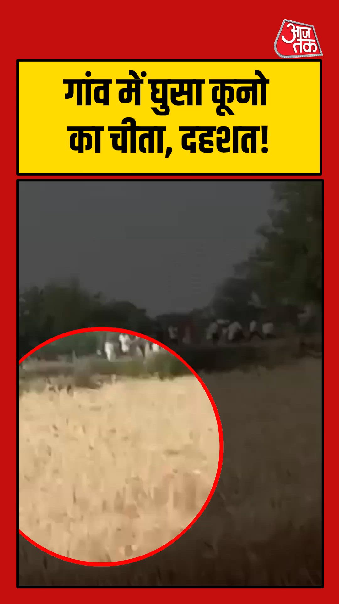 कूनो नेशनल पार्क से निकलकर गांव में घुसा चीता, लोगों में दहशत!