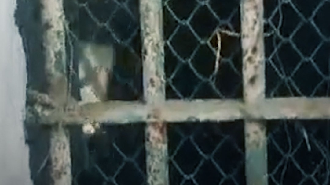 ranthambore rajasthan bear forest department people rescued