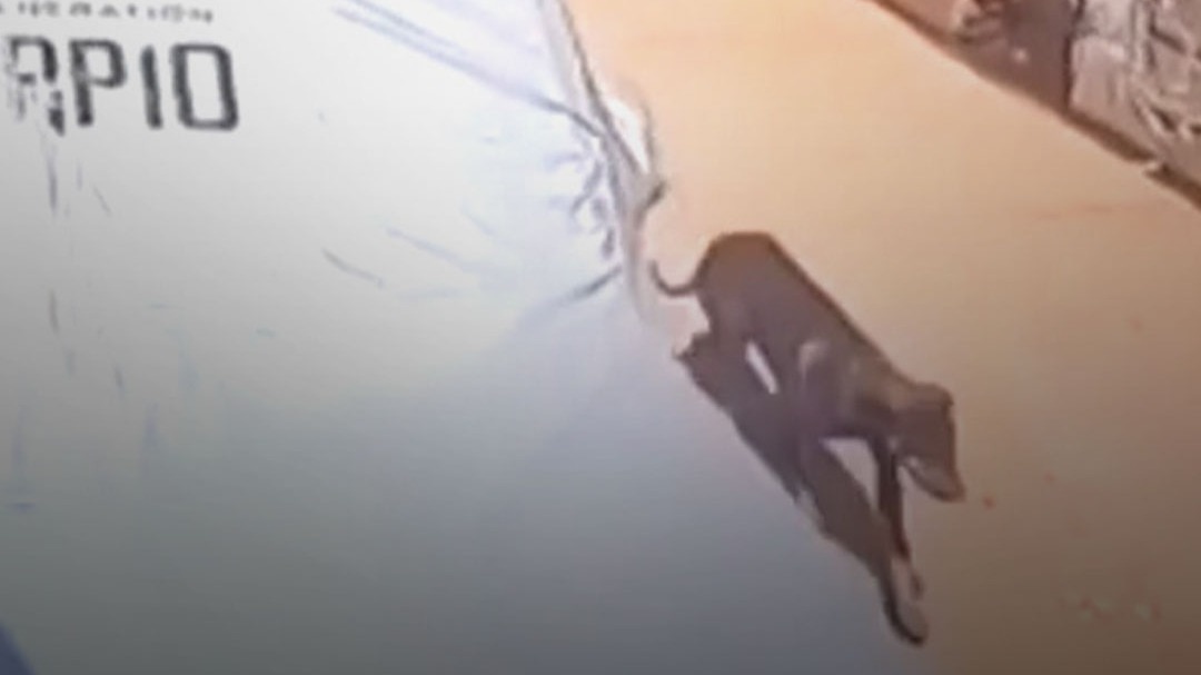 dog bites off girl cheek in jhansi