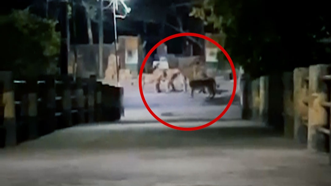श्मशान घाट में रात के वक्त नजर आए 6 शेर