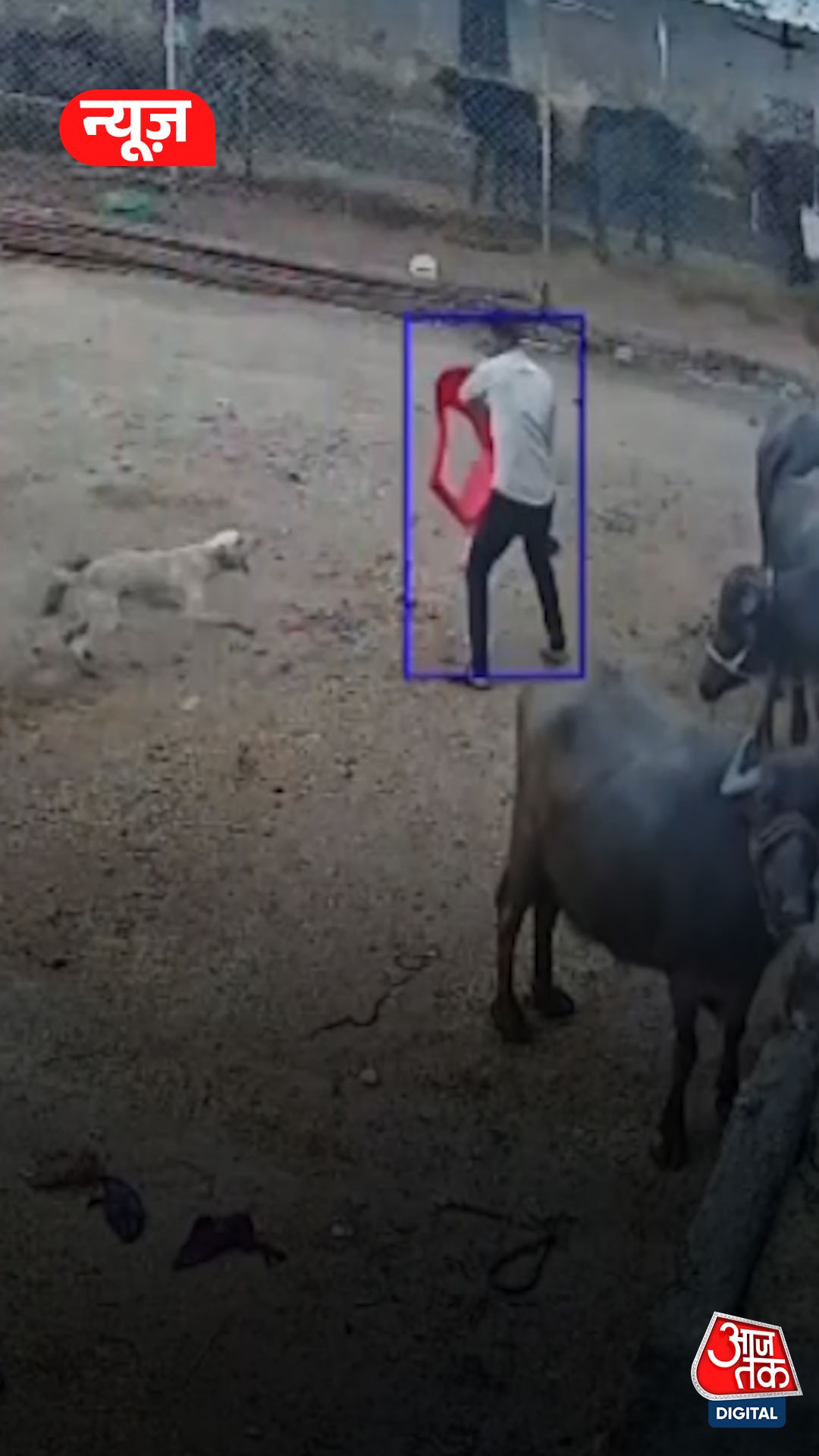 कुत्ते ने गांव में मचाया तांडव