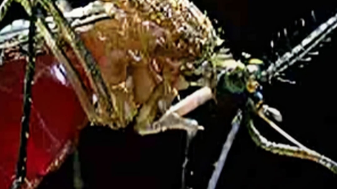 इंसानों से पहले किसका खून पीते थे मच्छर?