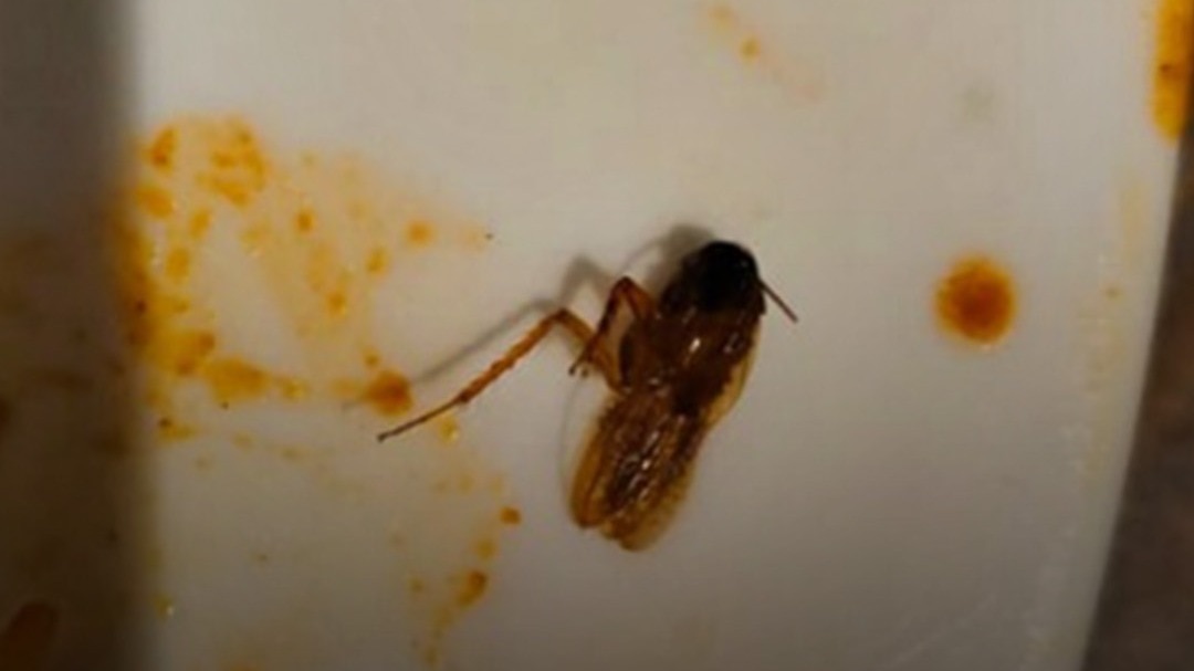 गोरखपुर में एक रेस्टोरेंट की बिरयानी में निकला कॉकरोच