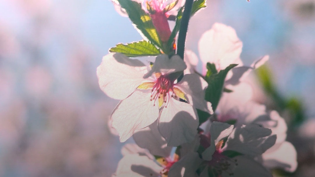 बसंत का बदलता रूप, क्या ये नया क्लाइमेट नॉर्मल है?