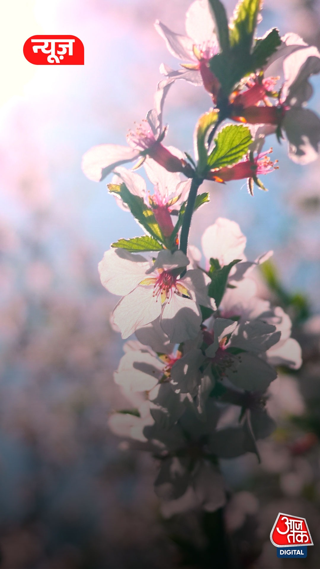 बसंत का बदलता रूप, क्या ये नया क्लाइमेट नॉर्मल है? जानें क्या कहते हैं एक्सपर्ट्स