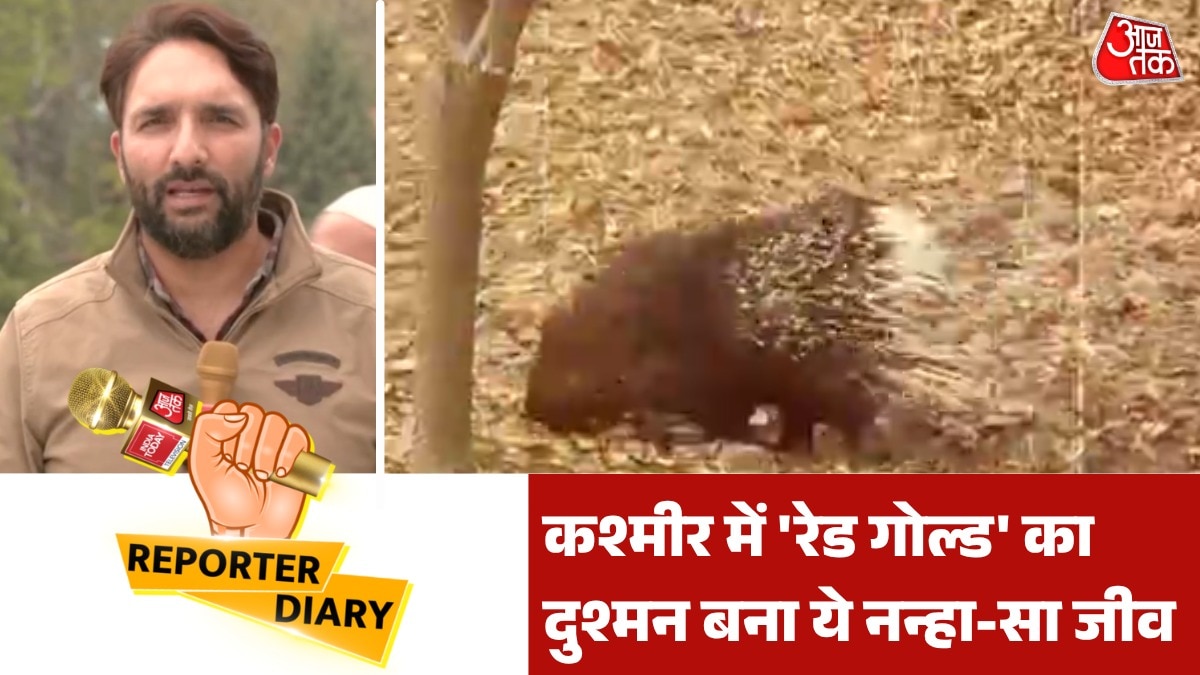 Porcupines Devouring Kashmir Saffron