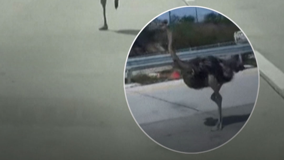 थाईलैंड हाईवे पर दौड़ा शुतुरमुर्ग, ड्राइवर हैरान