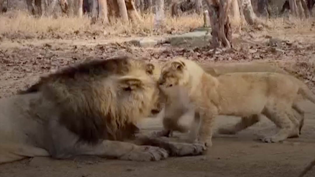 'पापा शेर' की शावकों संग मस्ती, फिर सिखाया अनुशासन