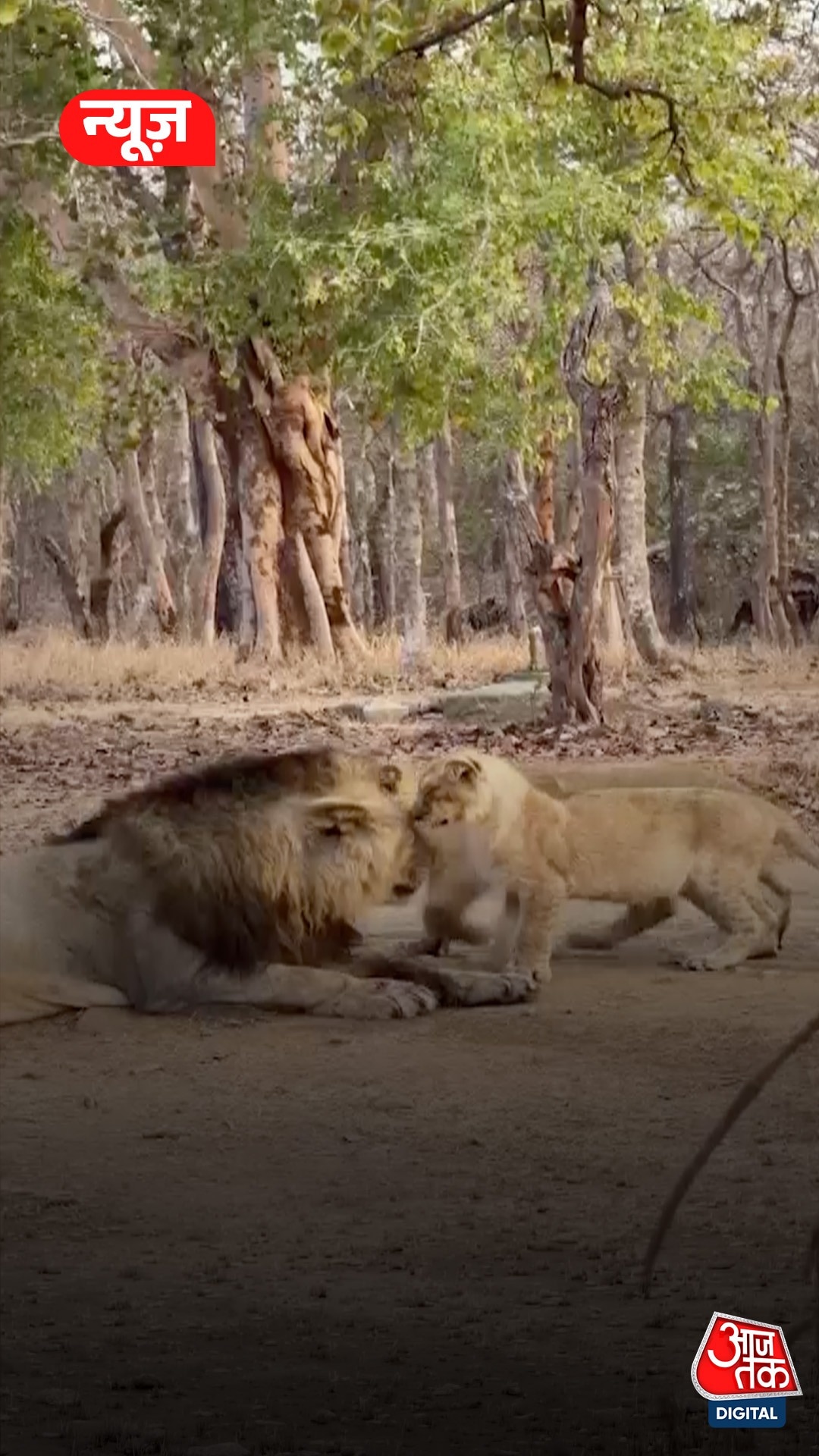 'पापा शेर' की शावकों संग मस्ती, फिर सिखाया अनुशासन