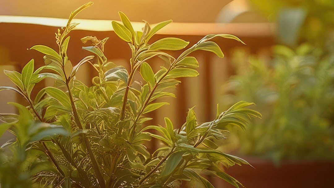 घर की बालकनी में रखें ये पौधे, दूर होगी पैसे की तंगी