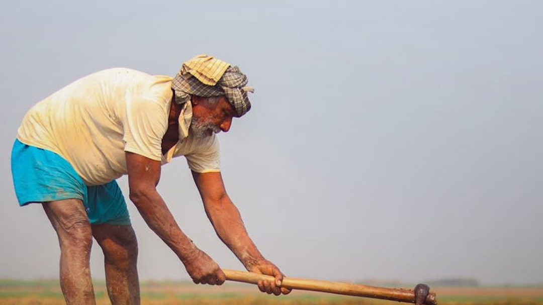 किसानों को एक्सपर्ट की सलाह, इस फसल की करें खेती