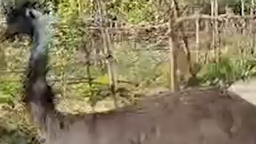 अयोध्या में दिखा ऑस्ट्रेलिया का दुर्लभ पक्षी