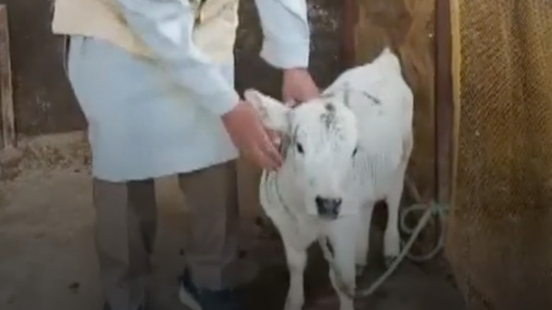 saharanpur special breed punganur cow 